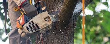 Best Fruit Tree Pruning  in Hazardville, CT