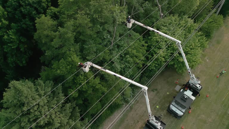 Best Hazardous Tree Removal  in Hazardville, CT