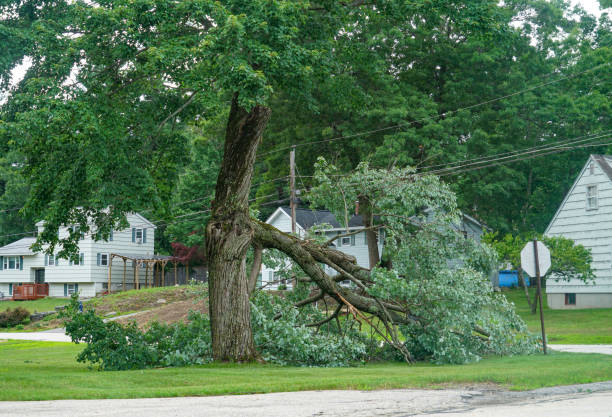 Best Tree Risk Assessment  in Hazardville, CT