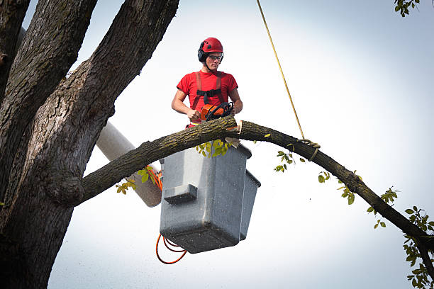 Best Tree Cabling and Bracing  in Hazardville, CT