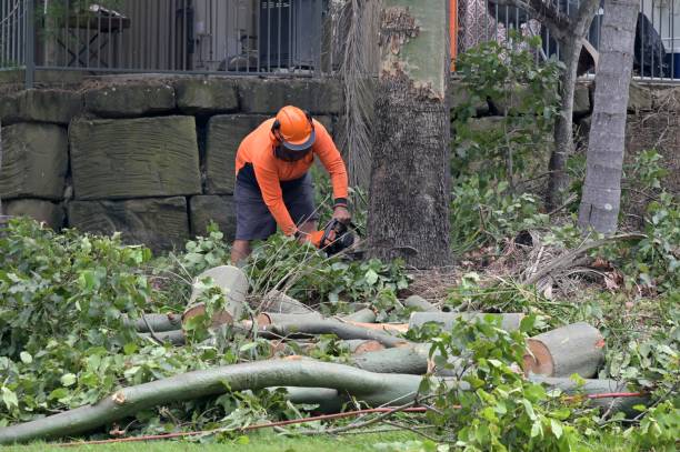 Professional Tree Services in Hazardville, CT