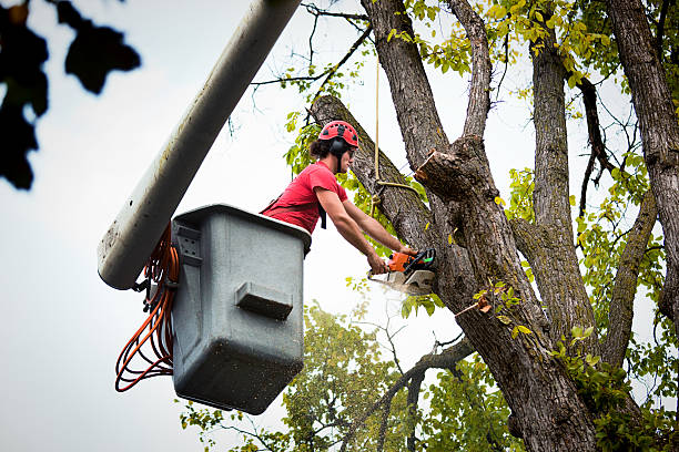 Best Tree Health Inspection  in Hazardville, CT